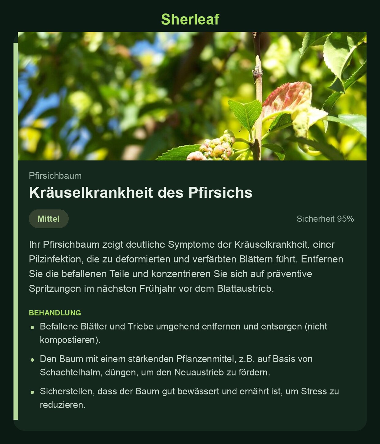 Sherleaf-Diagnose mit Kräuselkrankheit des Pfirsichs