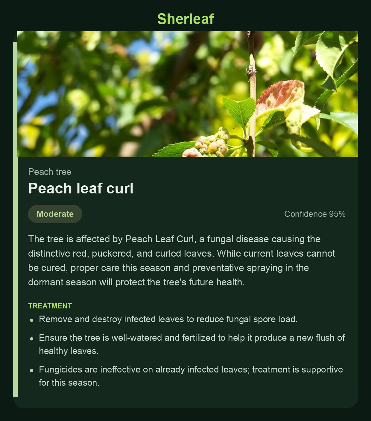Sherleaf diagnosis screen showing peach leaf curl